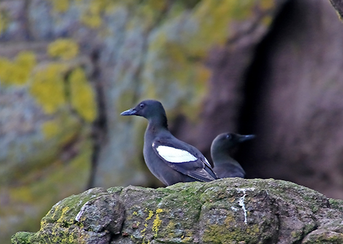 Uria nera (Cepphus grylle) e Taccola (Corvus monedula)